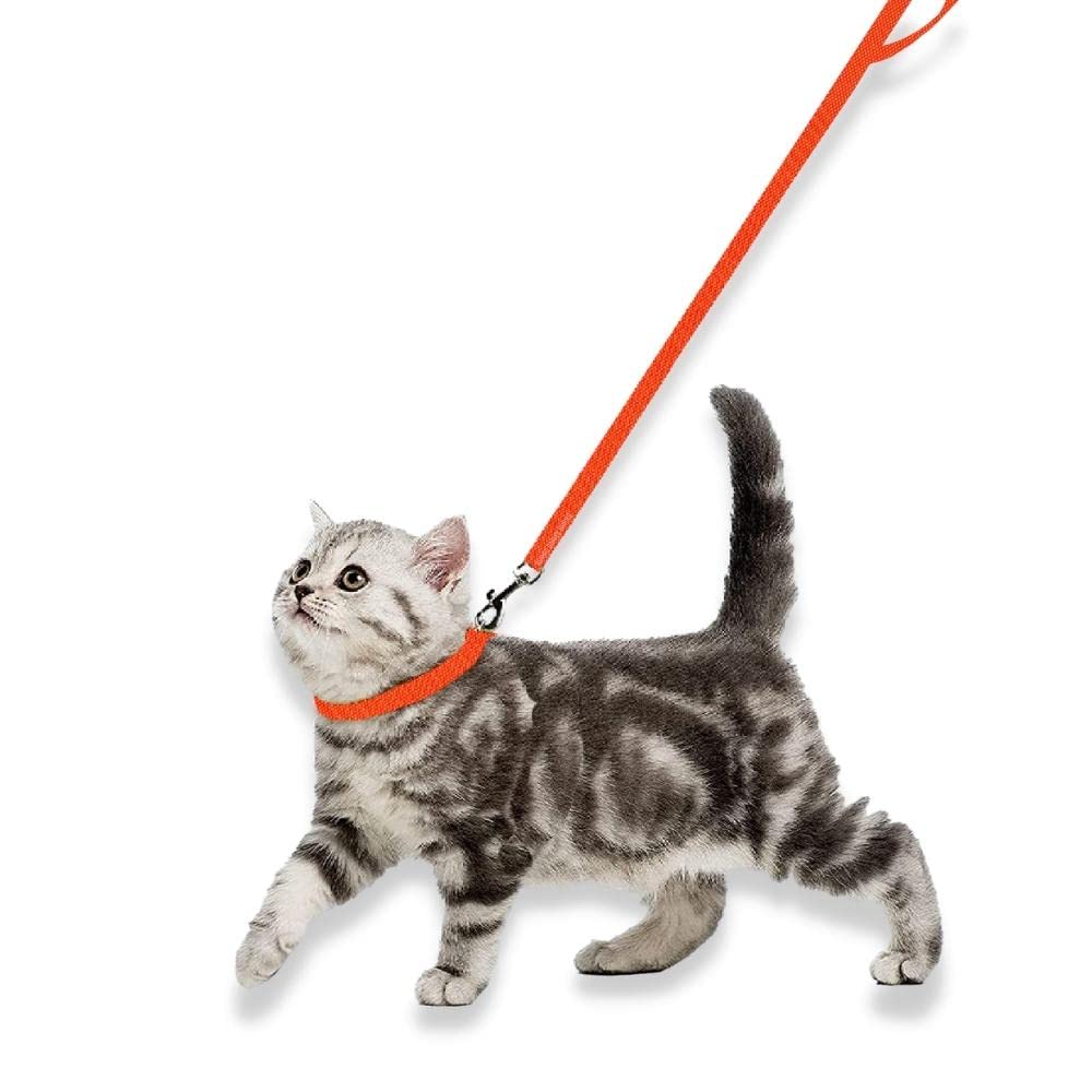 Cat collar and clearance leash