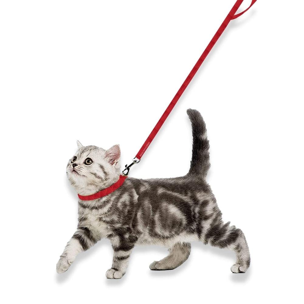 Collar and Leash Set